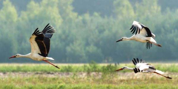 Three storks flying over a marsh. (Shutterstock)